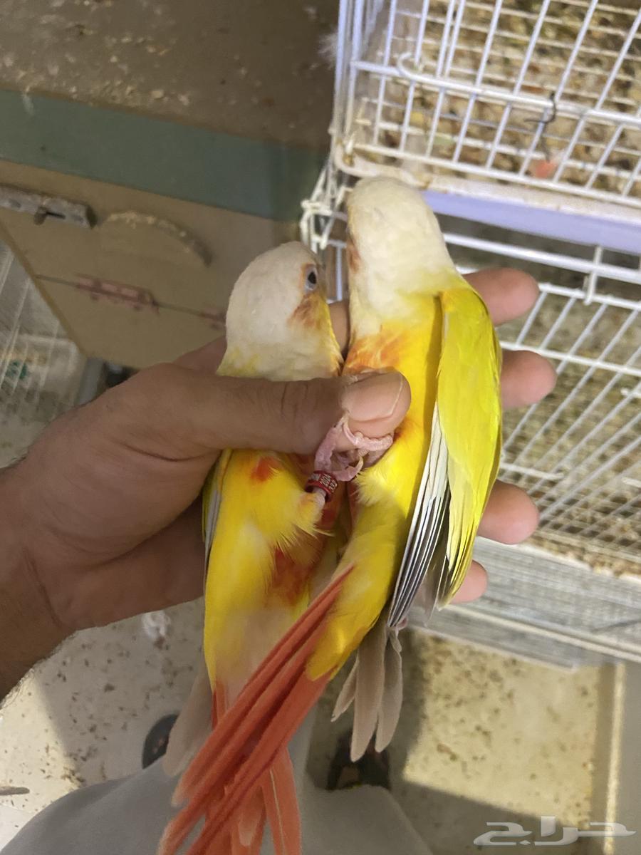 A pair of Sun Cheek products64436159453315110