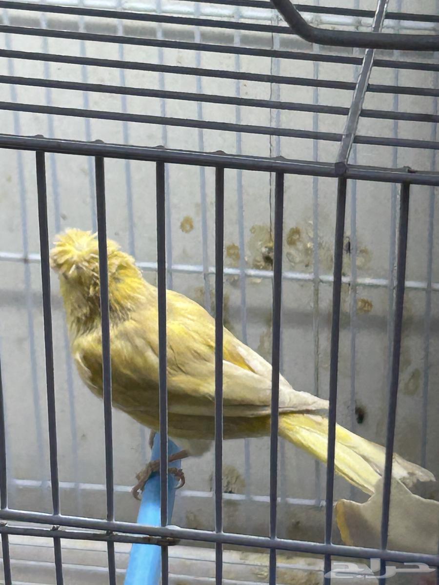 Singing Canary64434863822467110