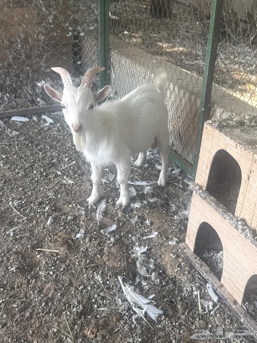 للبيع تيس ابيض قزم (( تم البيع ))64432741262593114