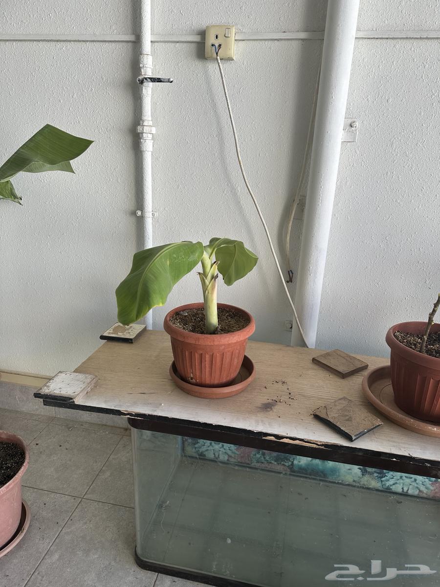 شتلات موز للبيع64437639106946112