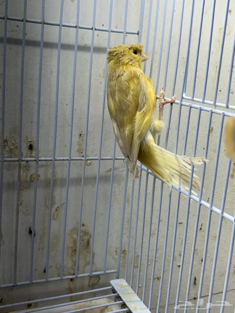 Singing Canary64434863822467113