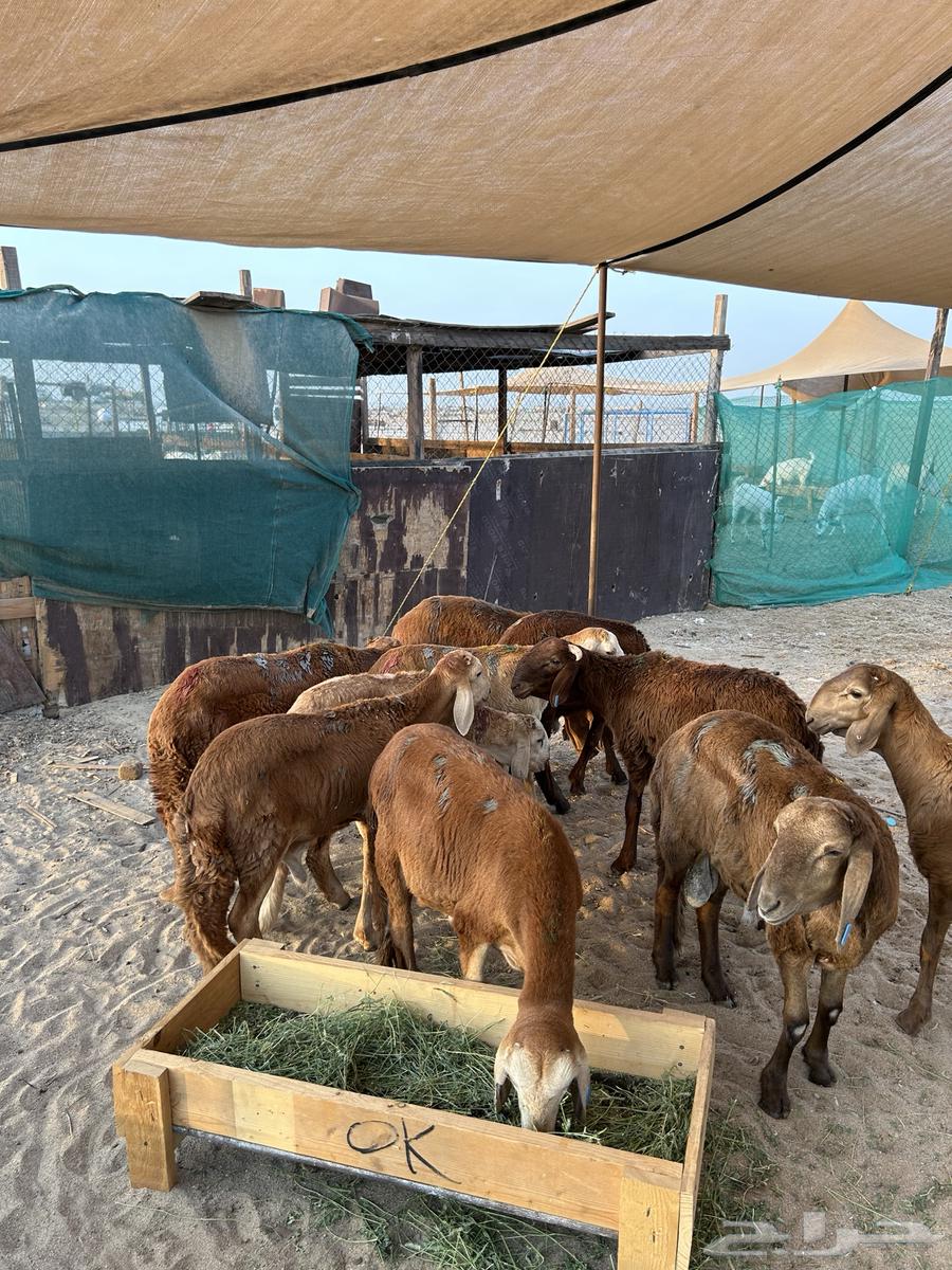 سواكن حمري للبيع جمله وتفريد64440955034753112