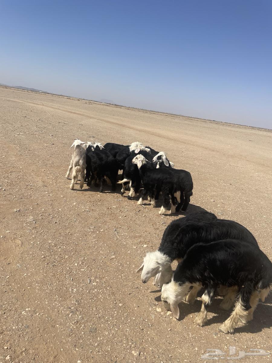 بهم نجد64435503985795110