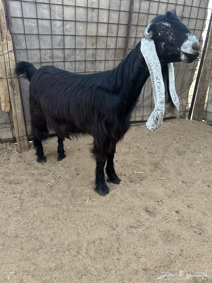 للبيع جذعات عوارض صنف نوادر64440002247938113