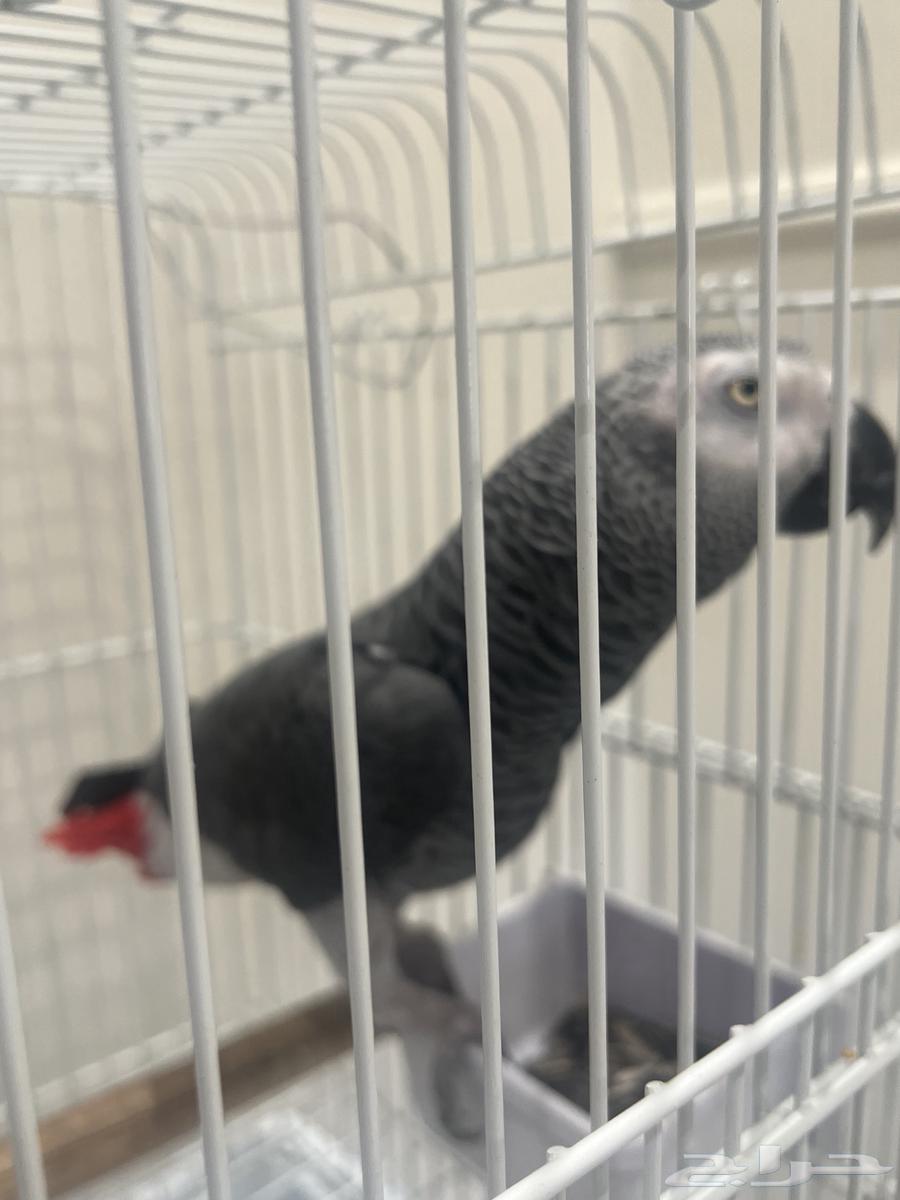 للبيع بغبغاء رمادي افريقي64438015597570111