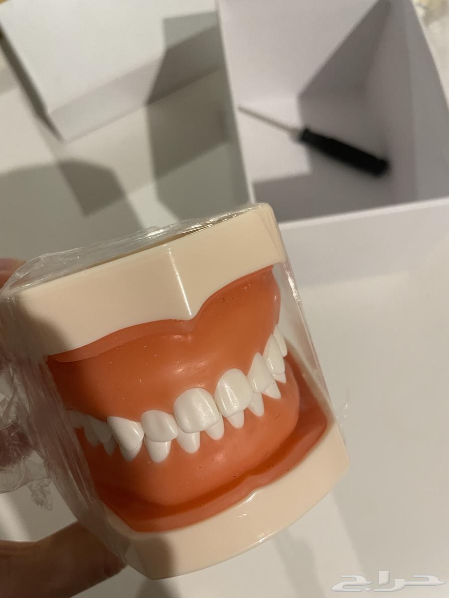 Jaw Model64452374484225110