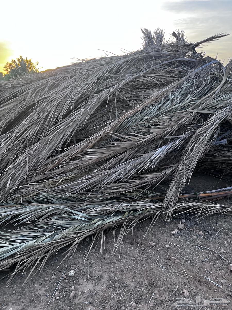 Date Palm Fronds64441800857729111