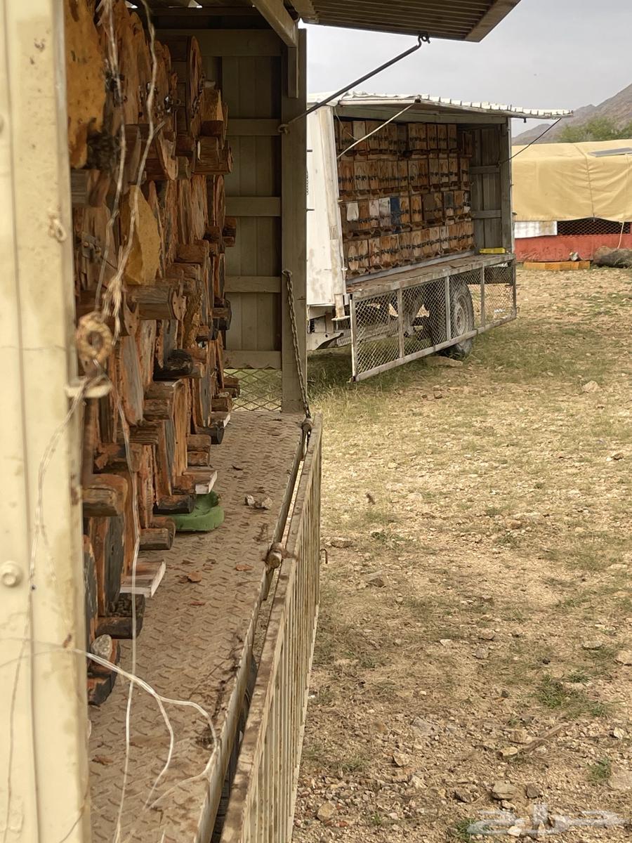 عسل جبلي صافي جديد من منحلي شخصيا64433606503427114