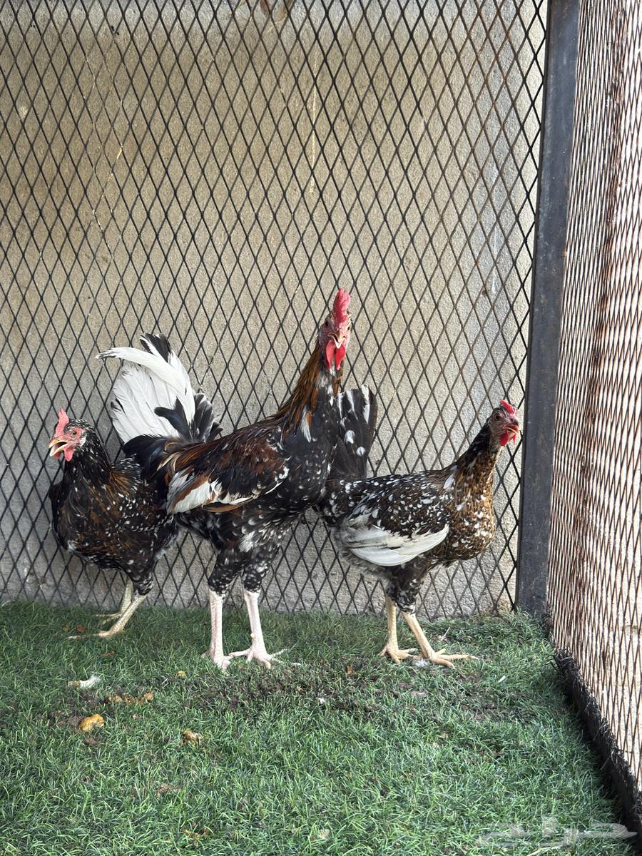 طقمين فواخر شبابي و ماكنتوش64439334248449113