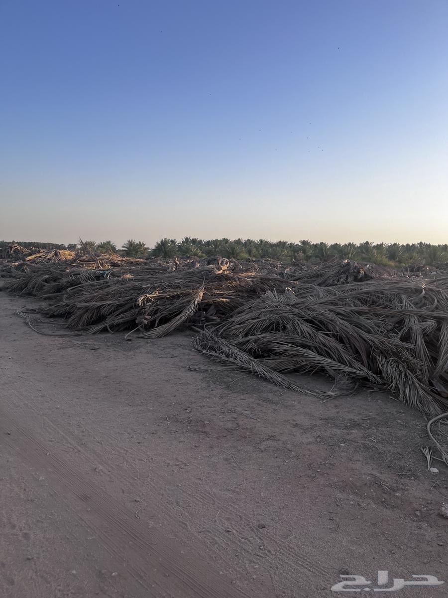 Date Palm Fronds64441800857729110