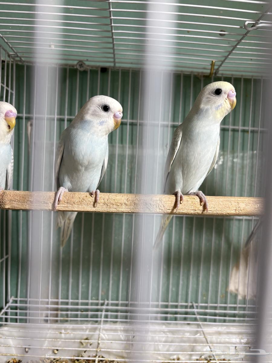 Love Birds for Sale64441910999810114