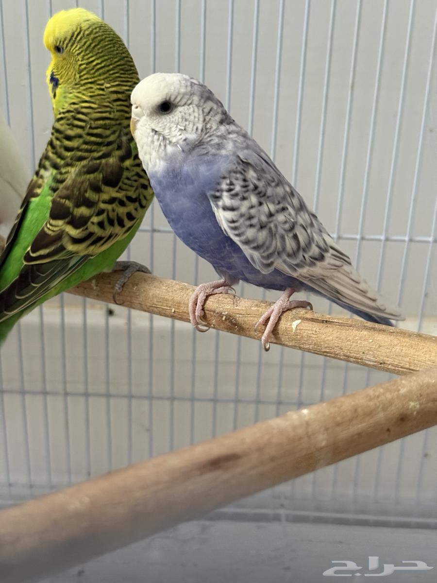 طيور بادجي (عصافير حب)64438941877506111