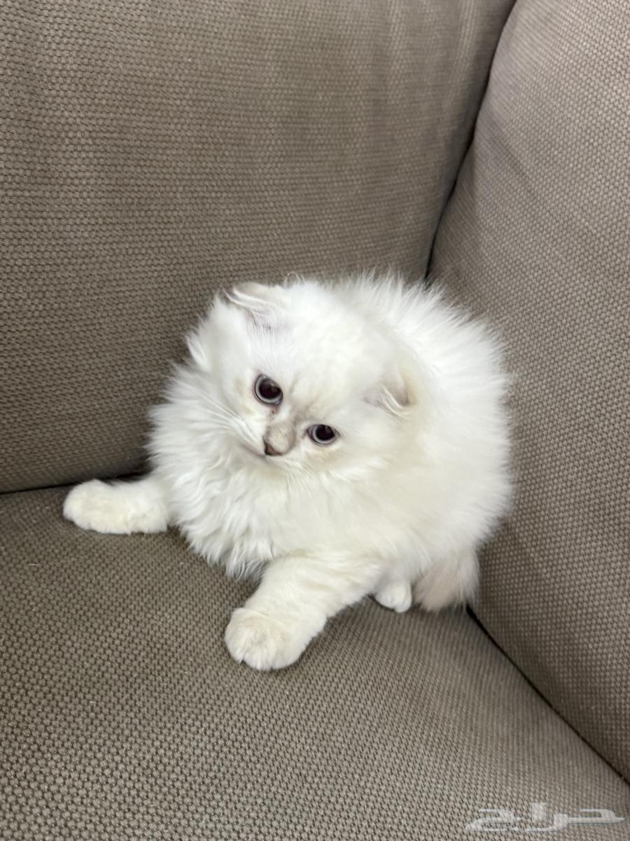 كتن للبيع64437625446274110