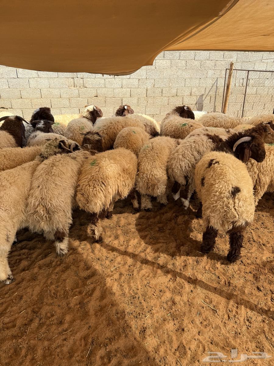 نعيم بلدي جبر وهرفي 100 تقييم64439064781187111