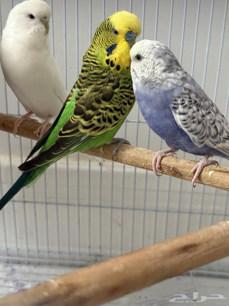 طيور بادجي (عصافير حب)64438941877506112