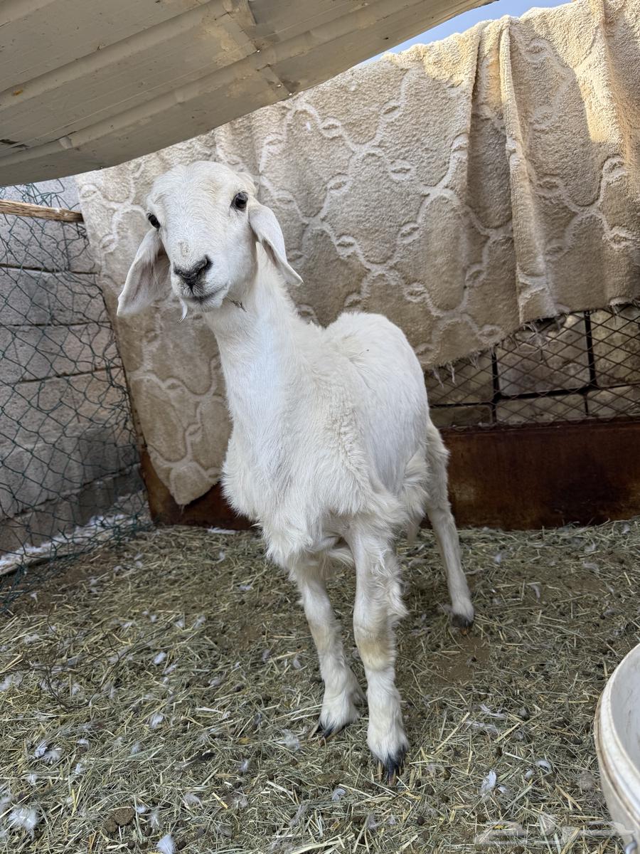 للبيع خروف64438378169474112