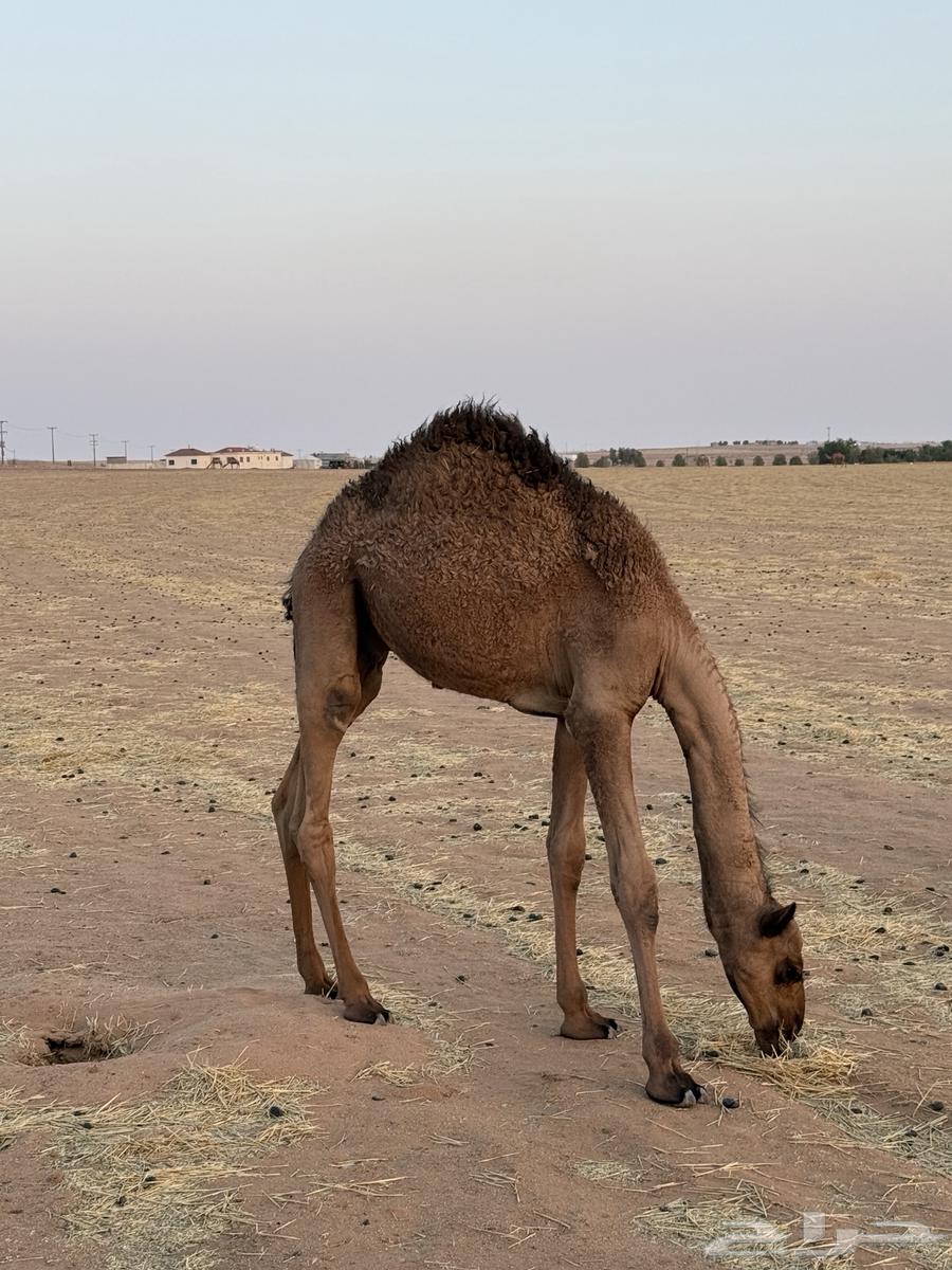 Filling for sale64440628963073110