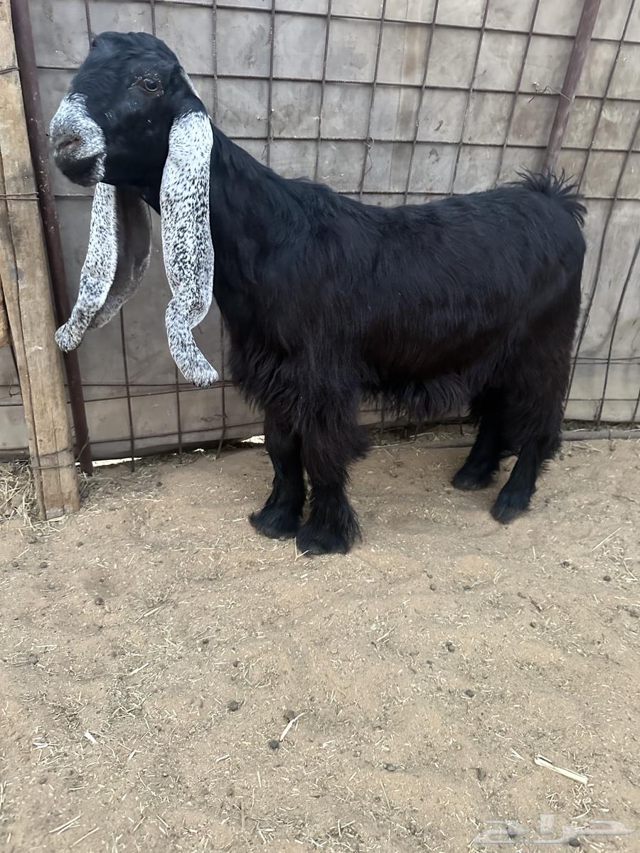 للبيع جذعات عوارض صنف نوادر64440002247938112