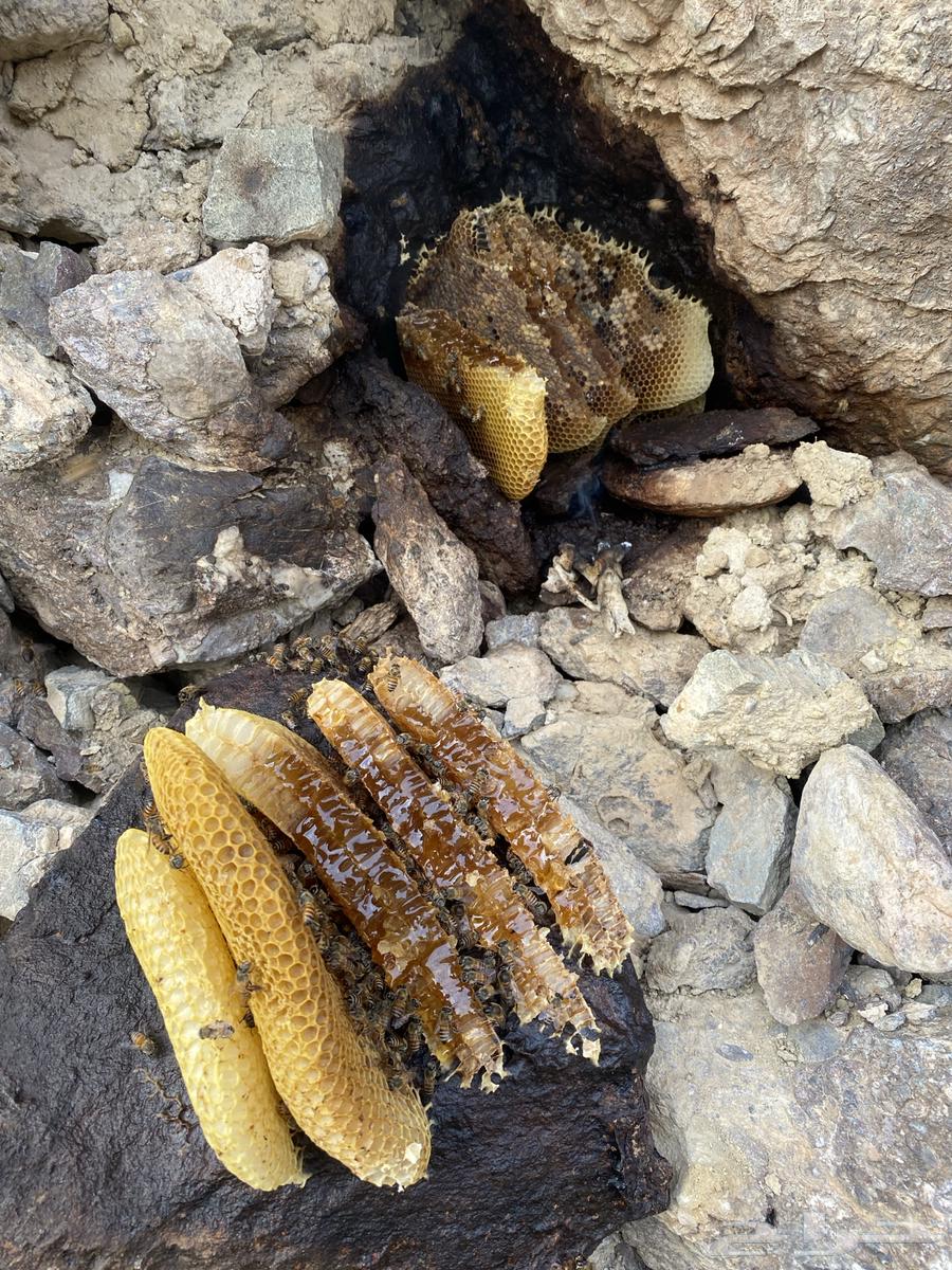 Honey from the Dhalaa region, guaranteed authentic and trustworthy64440819967491112