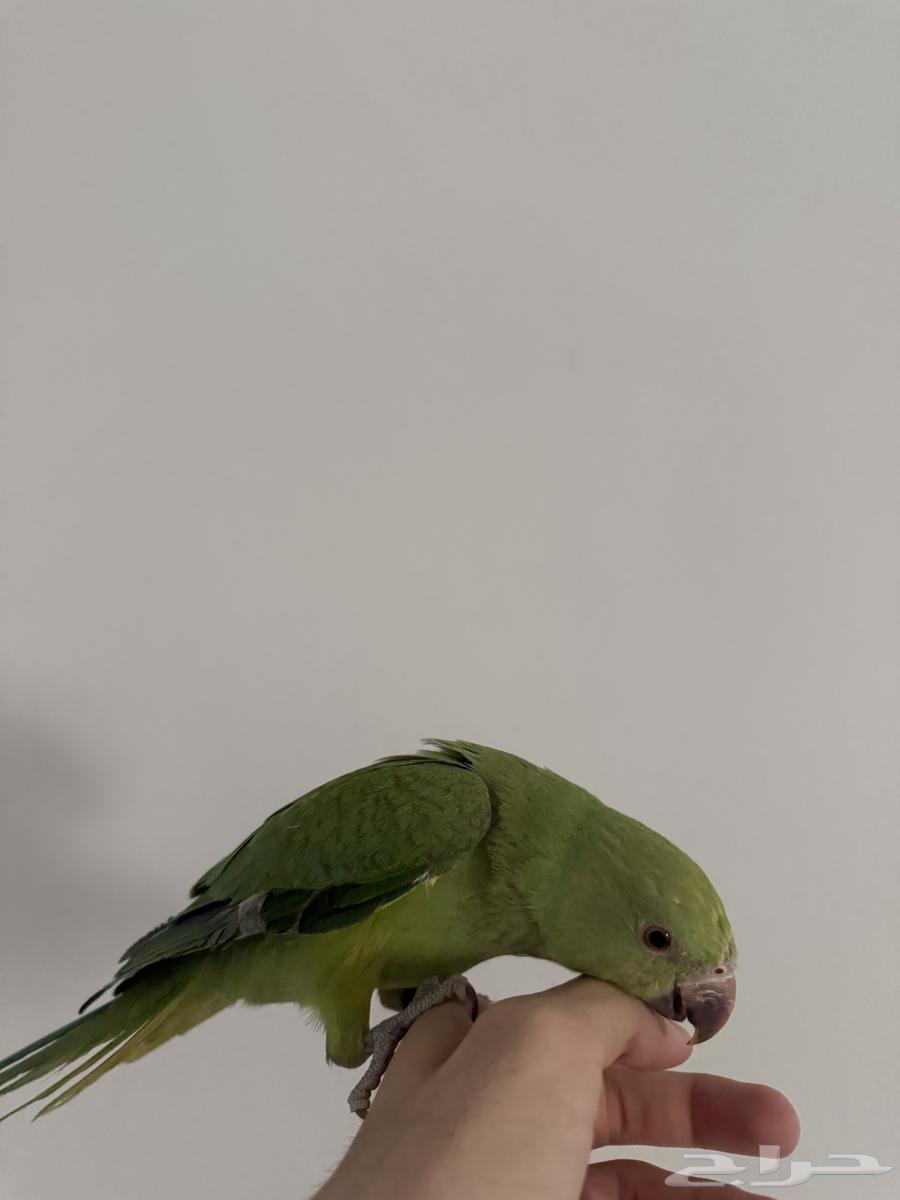 طائر درة اليف للبيع64437639166467112