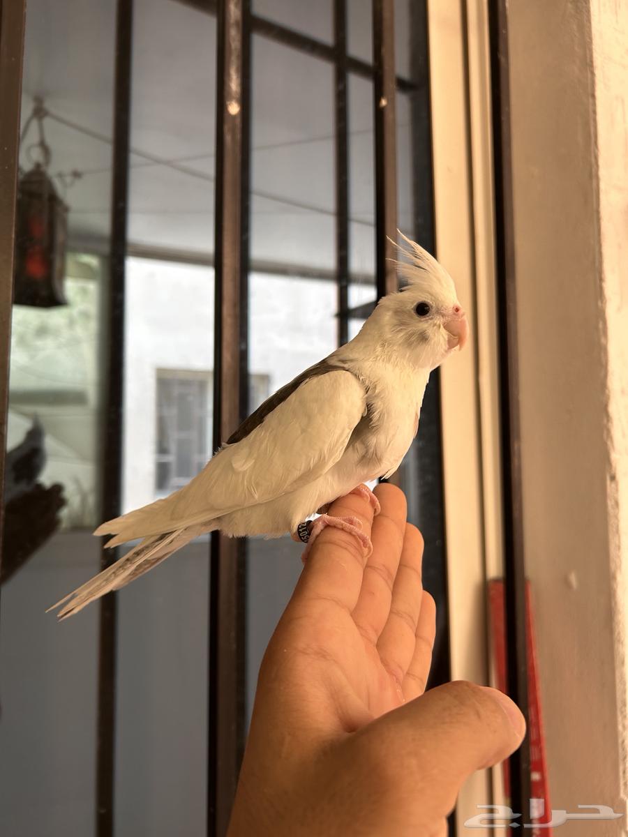 Farkh Crowan Half Bead, affectionate, starting threat and seed cracking64436159470978112