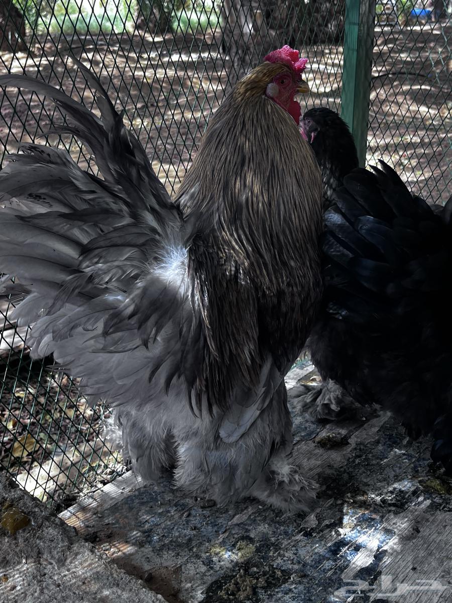 دجاج براهما للبيع64435026851073110