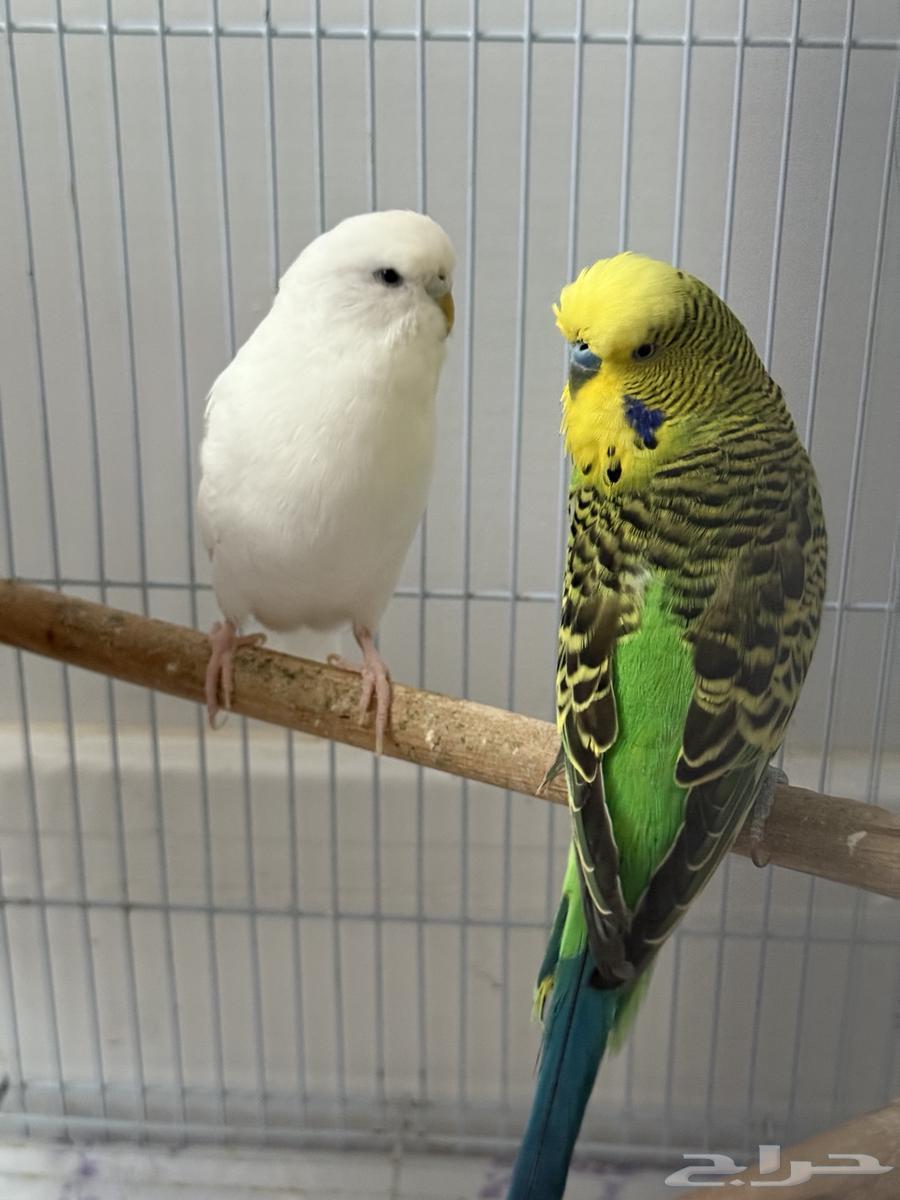 طيور بادجي (عصافير حب)64438941877506110