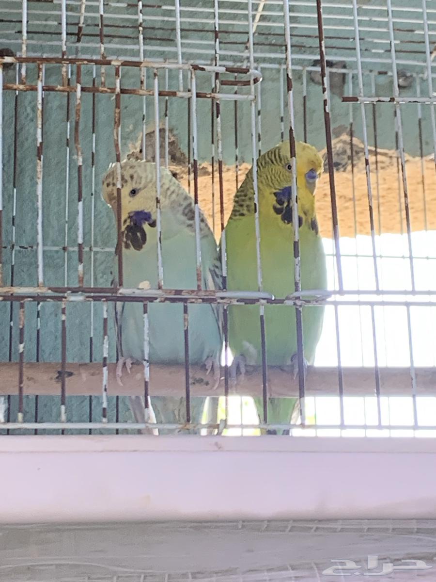 جوز بادجي إنجليزي منتج64437503977089110