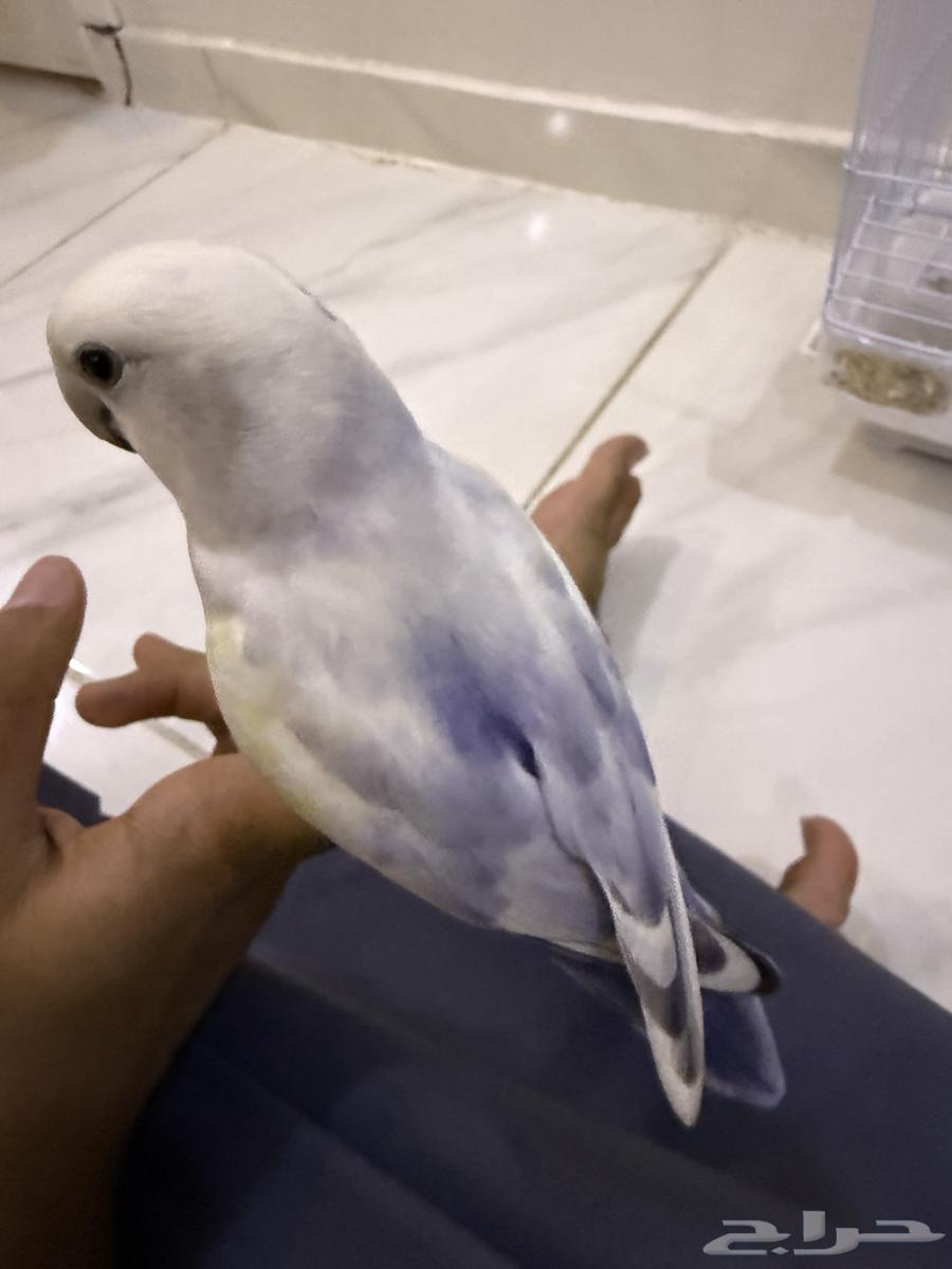 طير روز64438820673793111