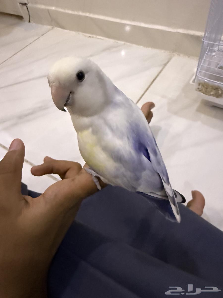 طير روز64438820673793110