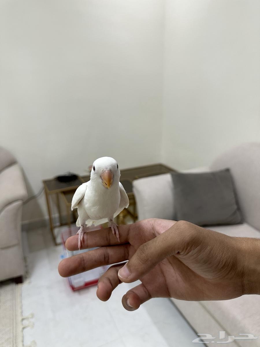 Rooster (Sold)64441759488898113