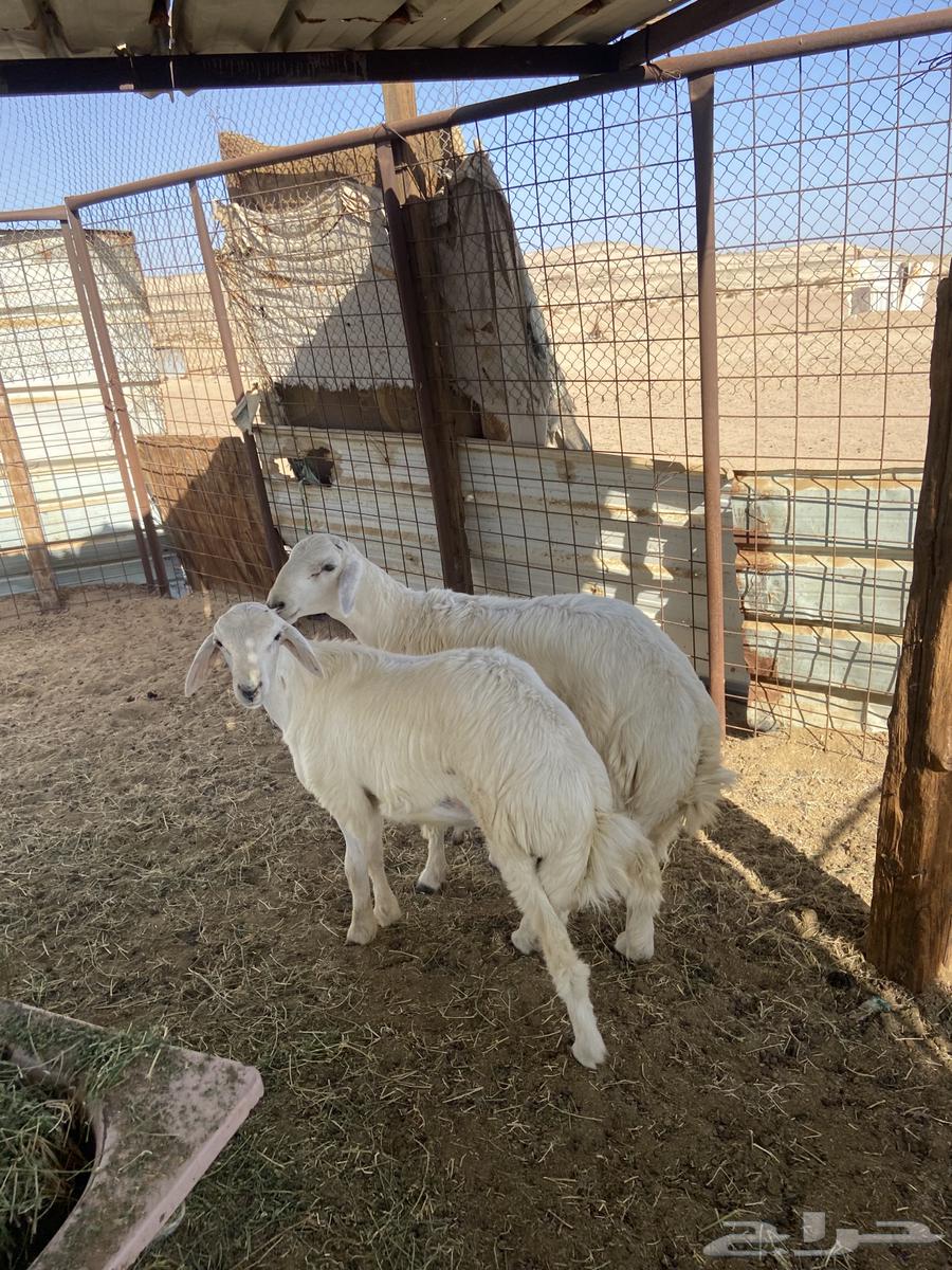 Lambs and goats for slaughter, refrigerated, with slaughtering and delivery.64445160633219114