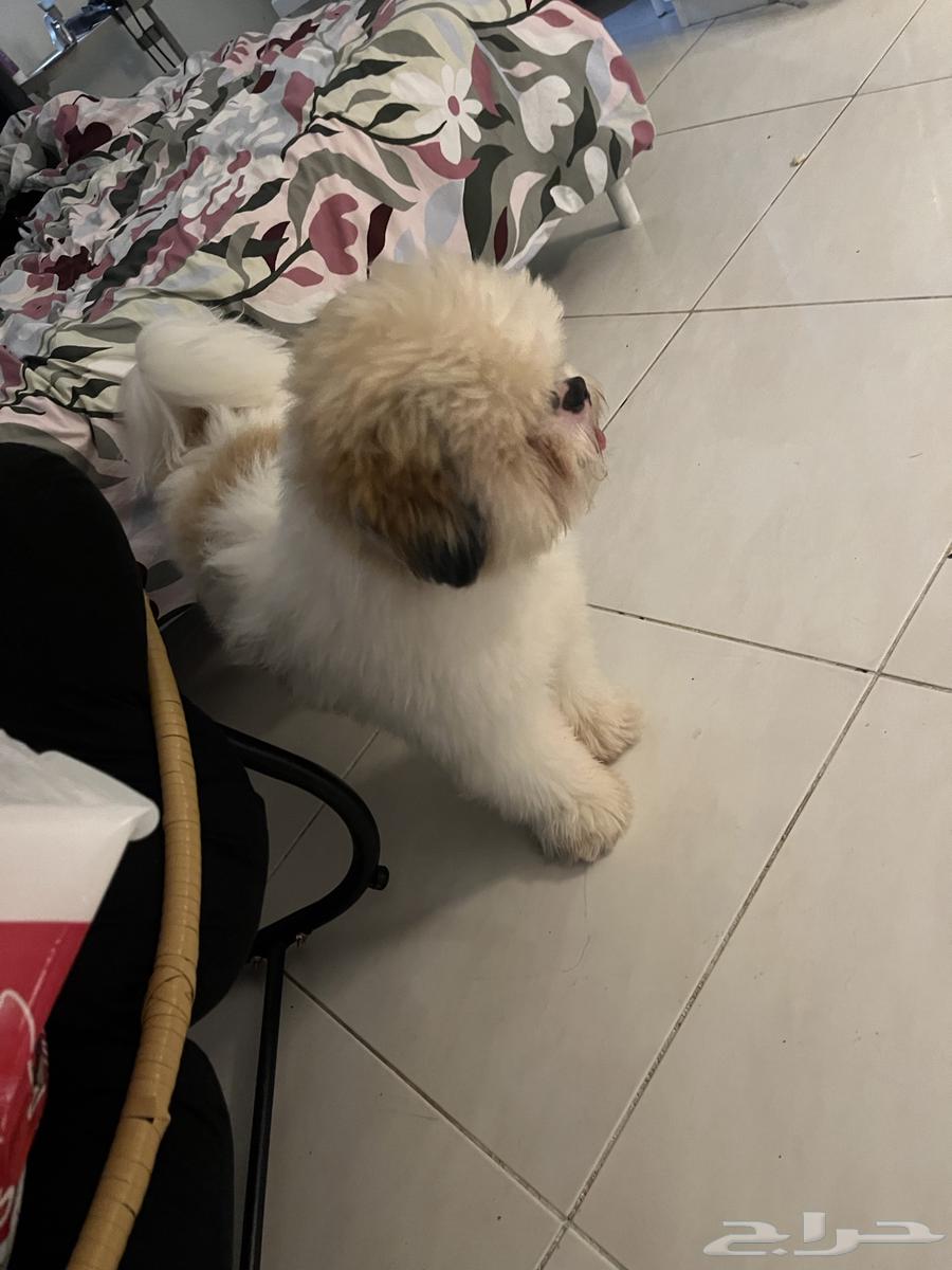 كلب جرو شيتزو للبيع64436534406913111