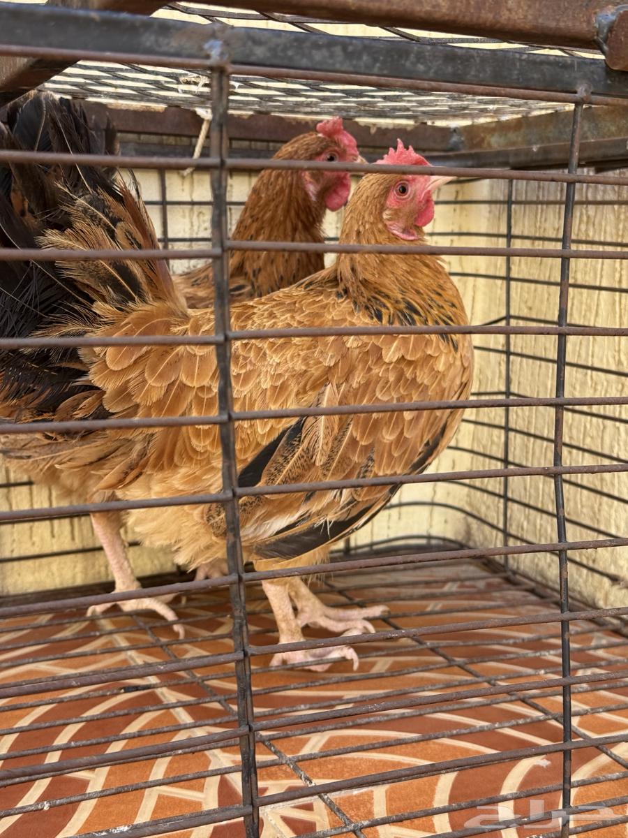 دجاج بلدي للبيع64441336535171111