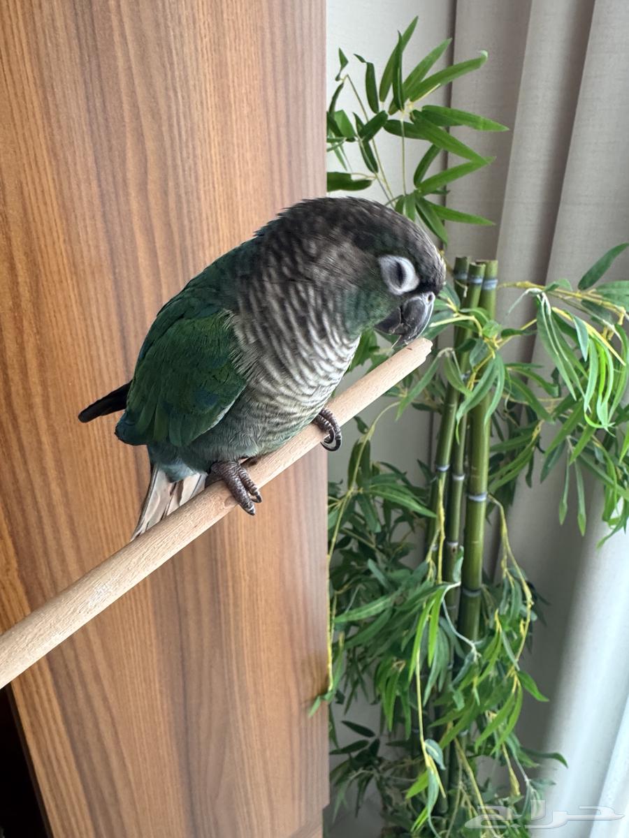 كينور للبيع64436078630146112