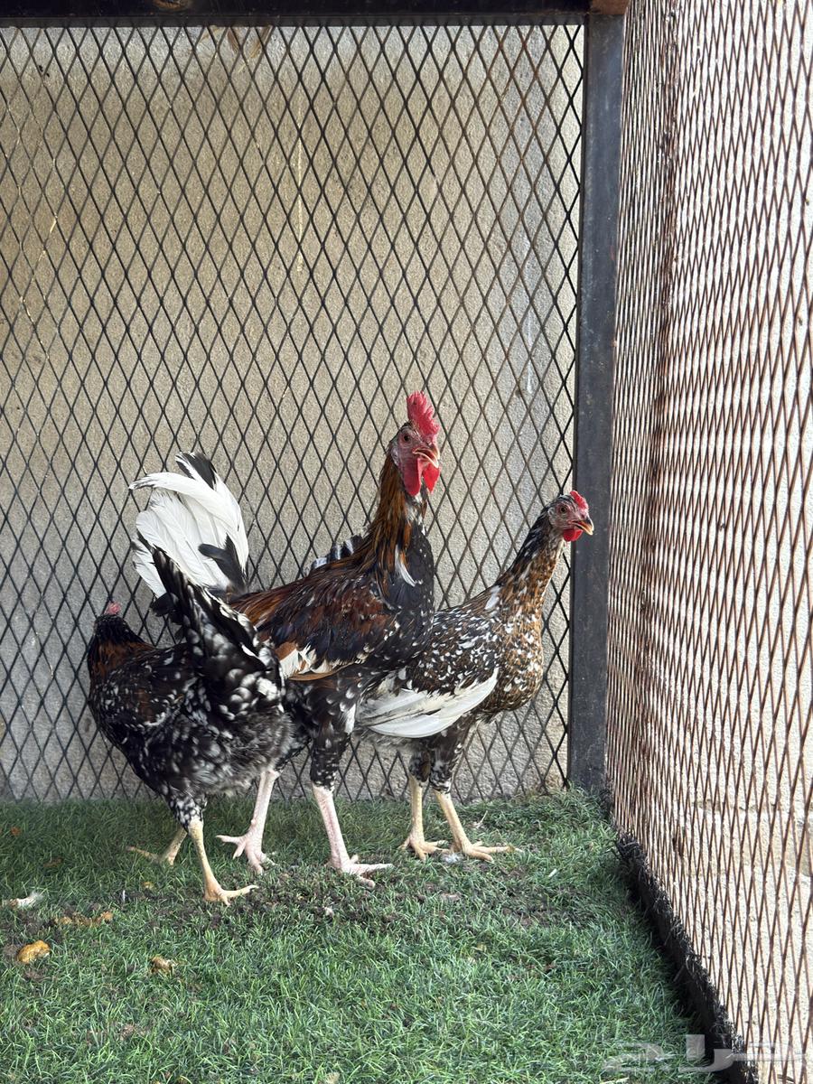 طقمين فواخر شبابي و ماكنتوش64439334248449112