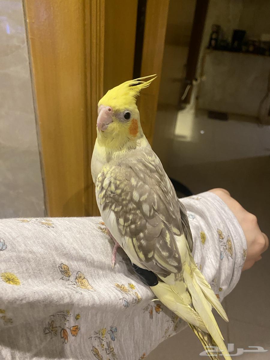 Birds64439774804483110