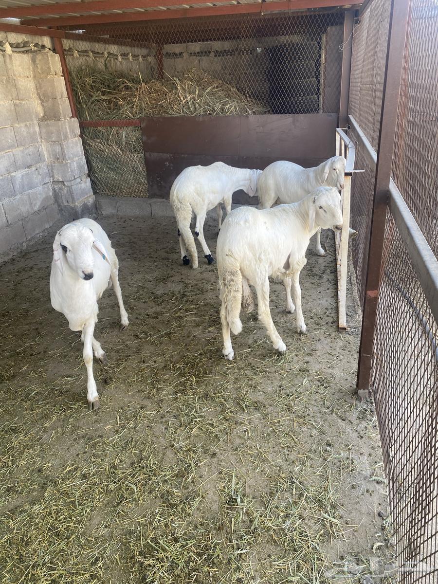 طليان64435409453953110