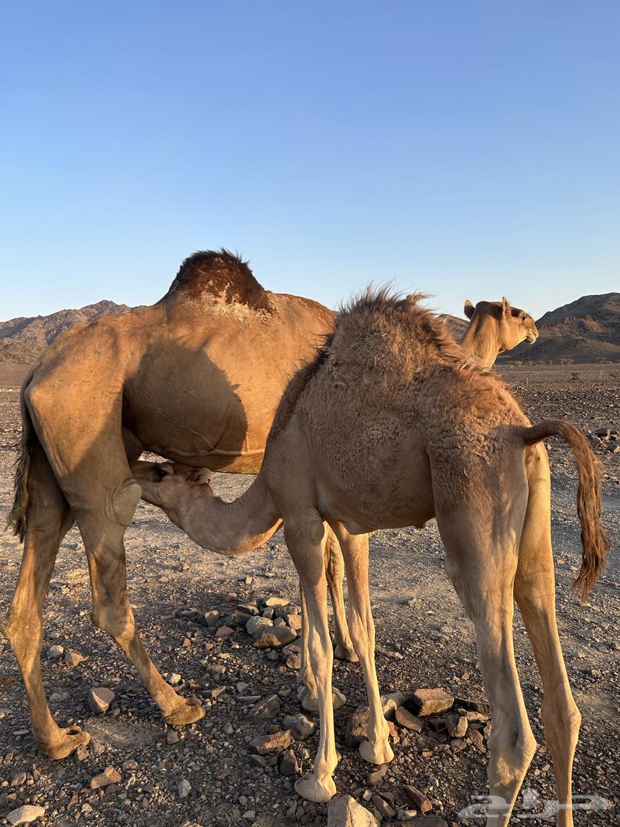 ناقه حمراء تحتها قعود مقفل فلل الفل والناقه جرميه الحد850064439623419905110