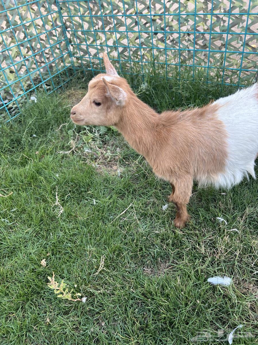 Dwarf Goats64453765099267113