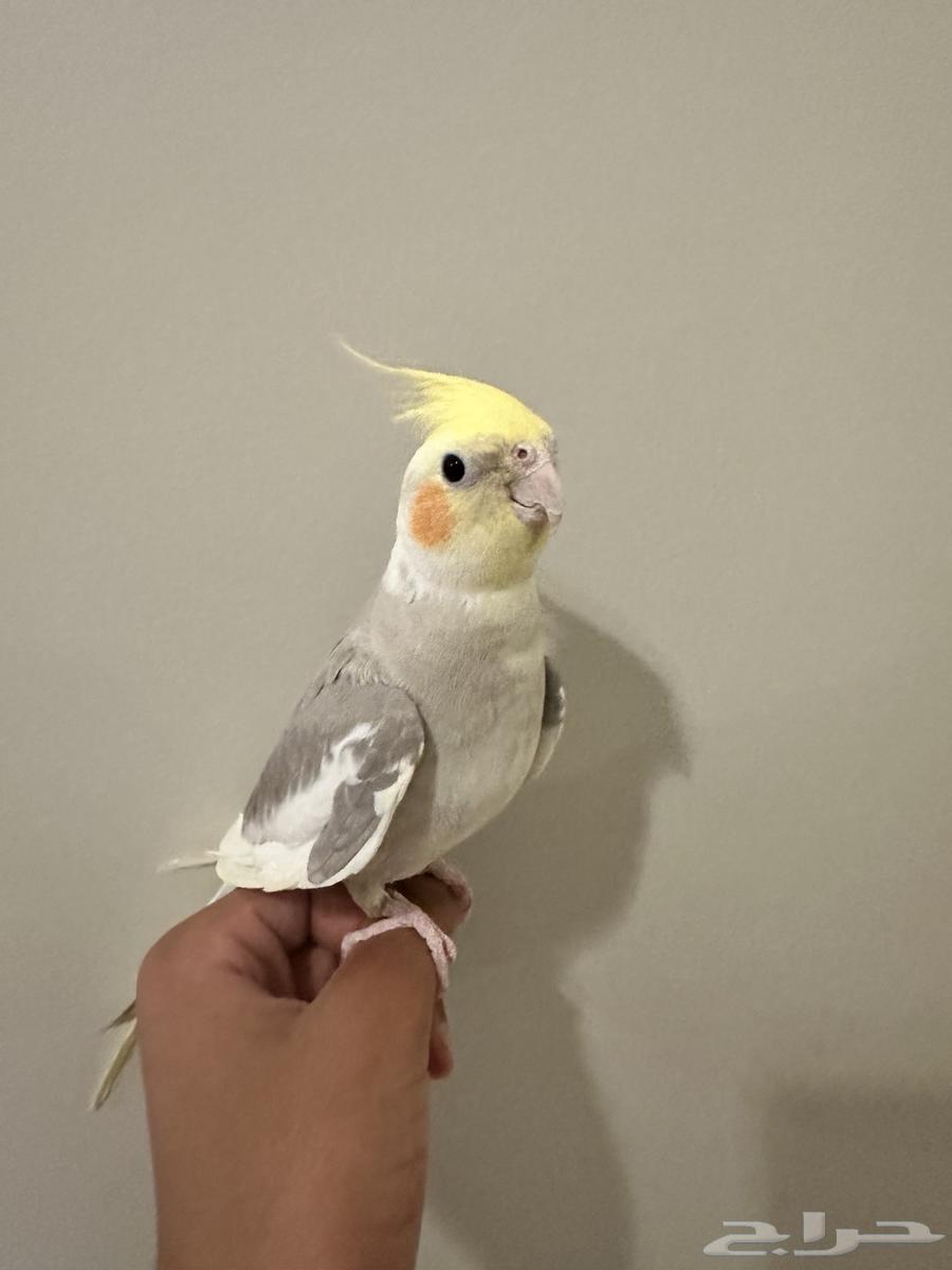 البيع64439664701953112