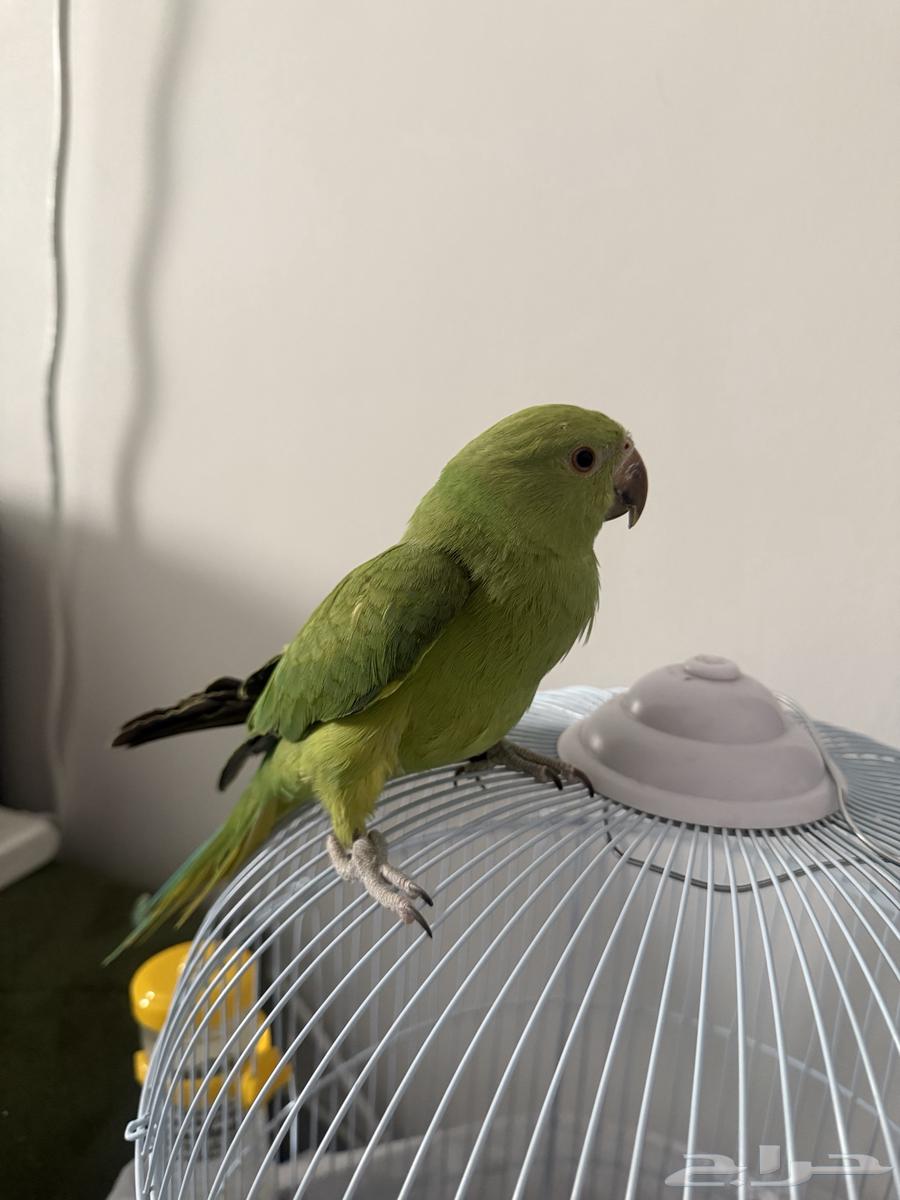 طائر درة اليف للبيع64437639166467110