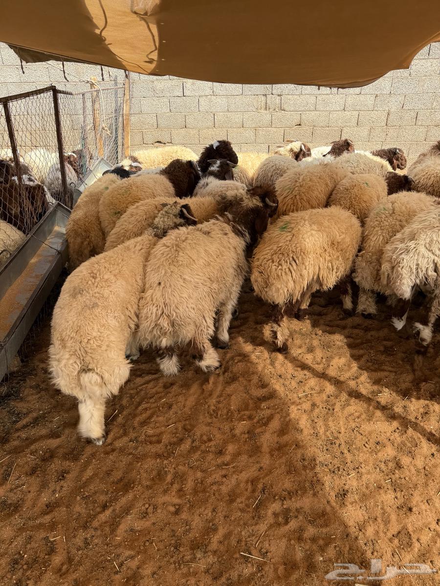 نعيم بلدي جبر وهرفي 100 تقييم64439064781187110