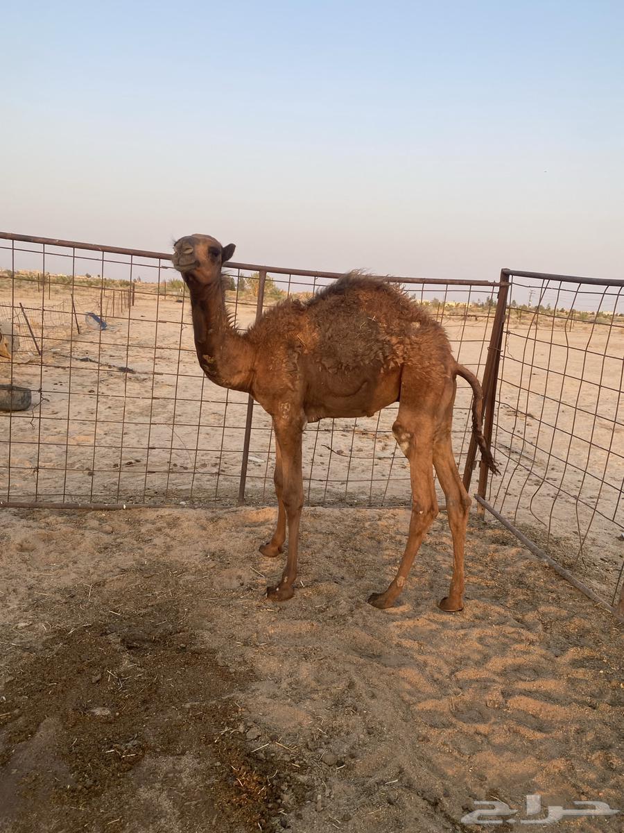 قعود للبيع64439051133697113