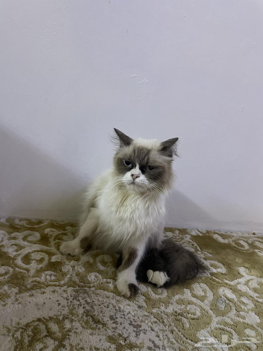 قطو للبيع64435596345345111