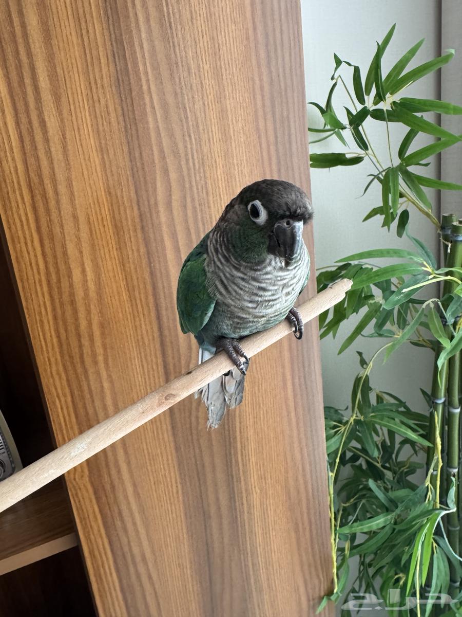 كينور للبيع64436078630146114