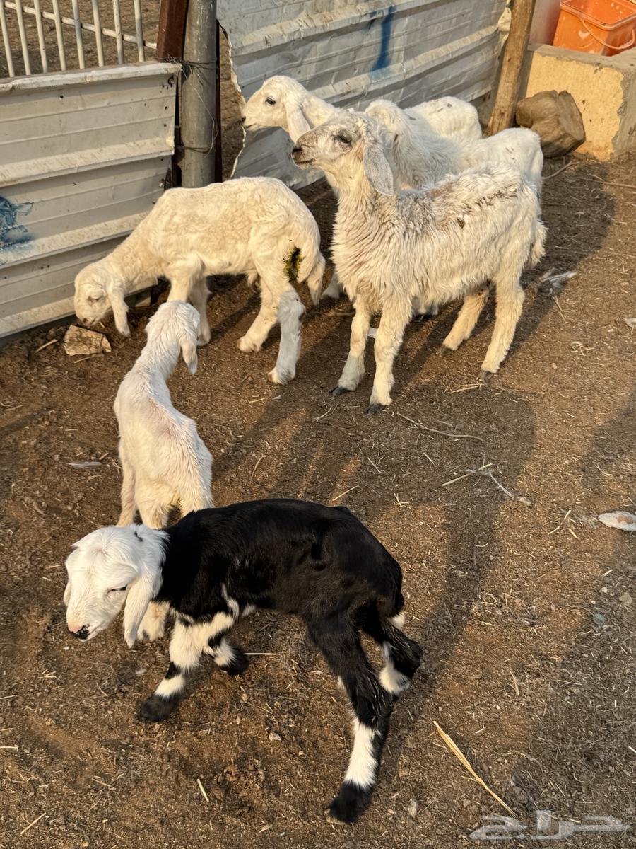 Dawagir64440329068803111