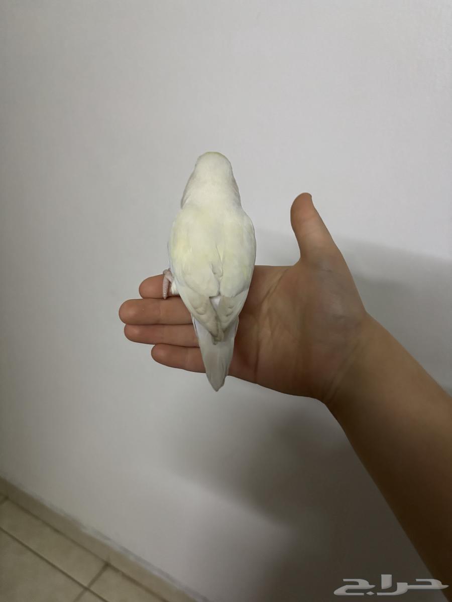 أنثى روز أليفه منتجه هدد داخلي64433673153410110