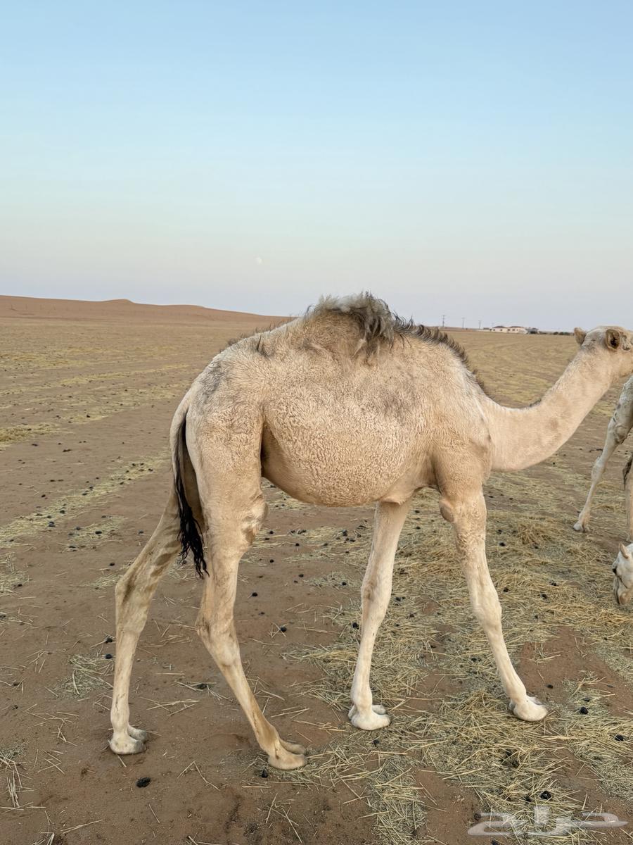 Filling for sale64440628963073113