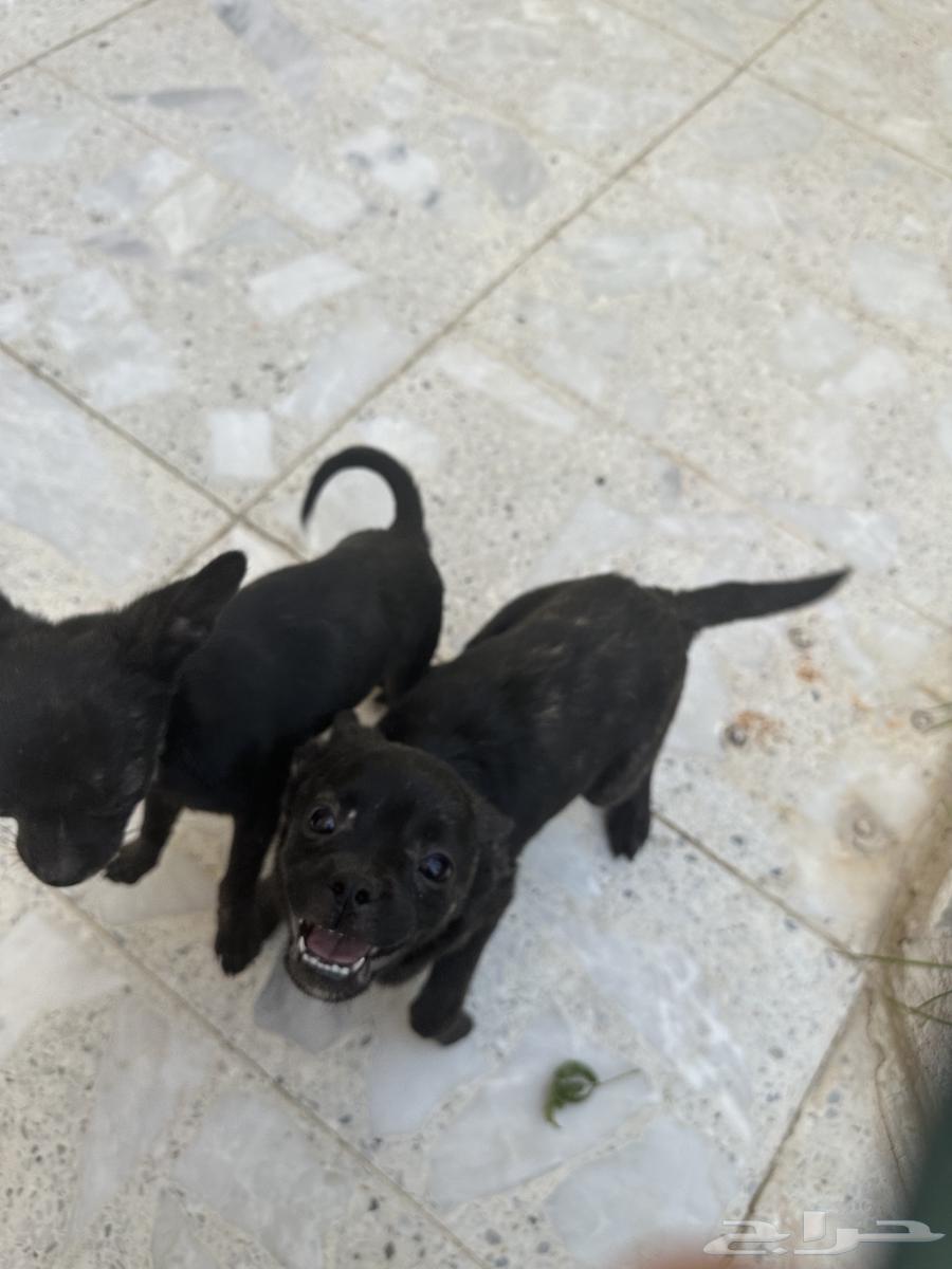 جراو فرنش بولدوغ و بومرينين64438525000066110